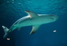 Des requins envahissent les côtes israéliennes !