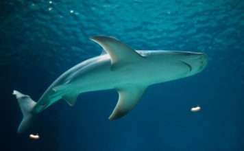 Des requins envahissent les côtes israéliennes !